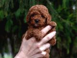 Irk Garantili Poodle Yavruları