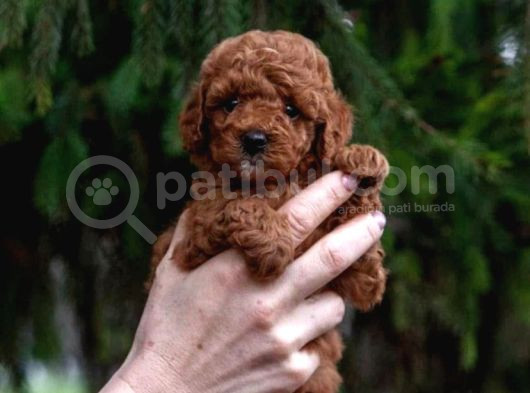 Irk Garantili Poodle Yavruları görsel