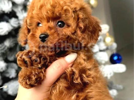 Original Poodle Yavruları görsel