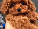 Original Poodle Yavruları