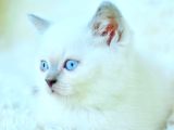 Harika Mavi Göz Blue Point British Shorthair