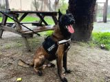 Saf kan belgain  malinois