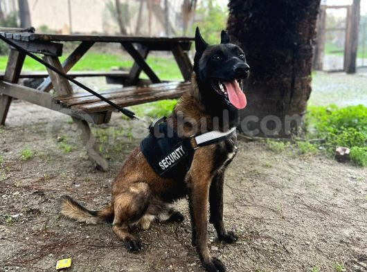 Saf Kan Belgain  Malinois