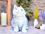 Muhteşem Tonda Silver British Shorthair