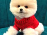 Pomeranian Boo Dişi-Erkek Yavrular Hazır