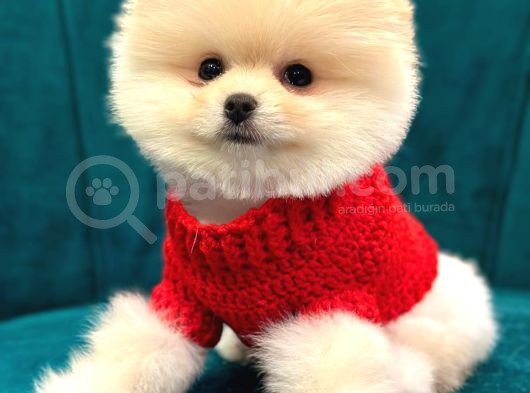 Pomeranian Boo Dişi-Erkek Yavrular Hazır görsel
