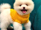 Pomeranian Boo Dişi-Erkek Yavrular Hazır