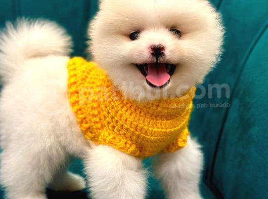 Pomeranian Boo Dişi-Erkek Yavrular Hazır görsel