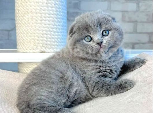 Mavi Boncuğum Gri Scottish Fold görsel