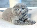 Mavi Boncuğum Gri Scottish Fold