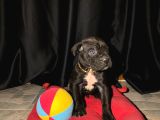 Safkan Cane Corso Yavrular