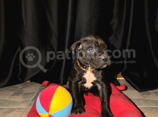 Safkan Cane Corso Yavrular görsel