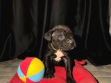 Safkan Cane Corso Yavrular
