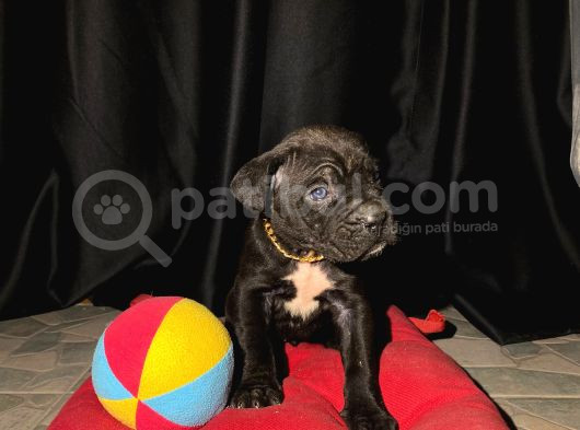 Safkan Cane Corso Yavrular görsel