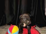 Safkan cane corso yavrular