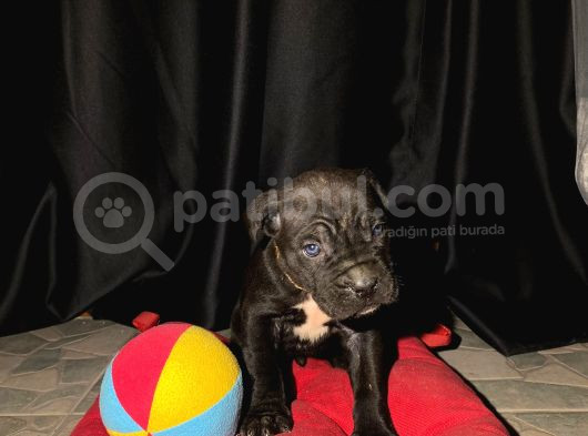 Safkan Cane Corso Yavrular