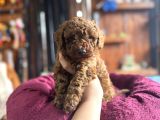 En Güzel Toy Poodle Burkemde