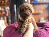 En Güzel Toy Poodle Burkemde