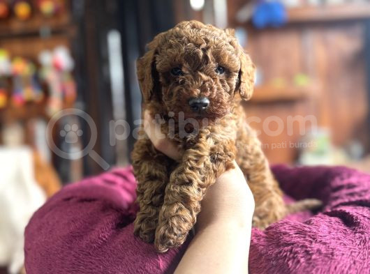 En Güzel Toy Poodle Burkemde görsel