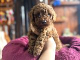 En Güzel Toy Poodle Burkemde