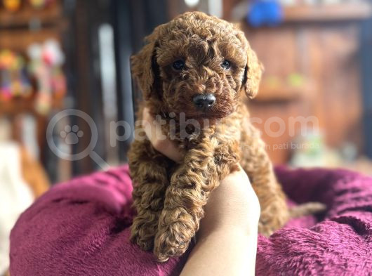 En Güzel Toy Poodle Burkemde görsel