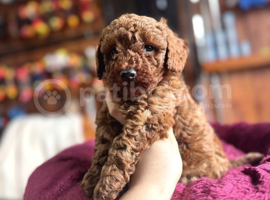 En Güzel Toy Poodle Burkemde