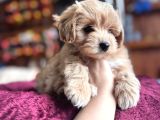 EN GÜZEL MALTİPOO BURKEMDE
