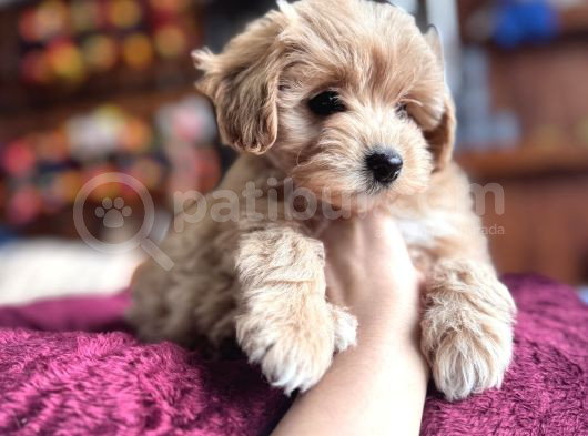 EN GÜZEL MALTİPOO BURKEMDE