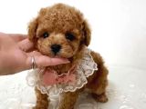 Veteriner Kontrolüyle Garantili Toy Poodle Bebek