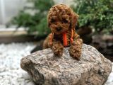 Veteriner kontrolüyle garantili toy poodle bebek