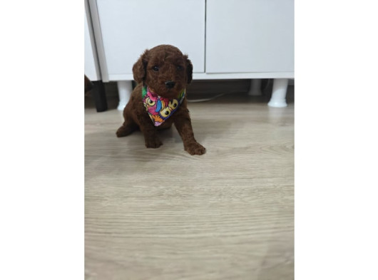 Toy Poddle Teacup görsel