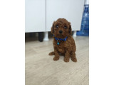 Toy poddle teacup