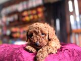 En Güzel Toy Poodle Burkemde