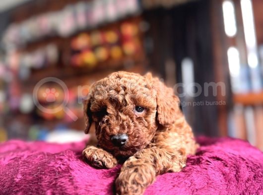 En Güzel Toy Poodle Burkemde görsel