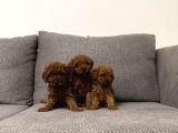 Mini Boy Puppy Kıpkırmızı Red Tooy Poodle