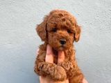 Mini boy puppy kıpkırmızı Red TOOY POODLE