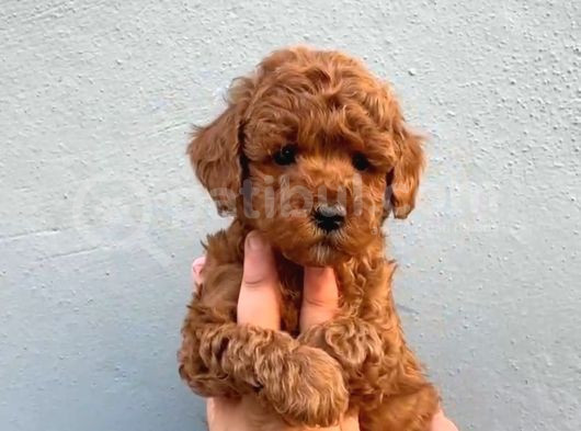 Mini Boy Puppy Kıpkırmızı Red Tooy Poodle
