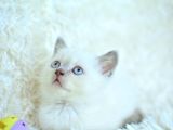 Harika Mavi Göz Blue Point British Shorthair