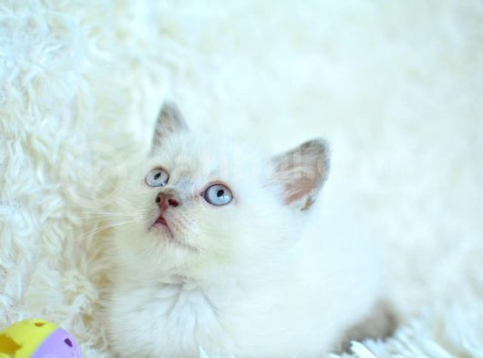 Harika Mavi Göz Blue Point British Shorthair görsel