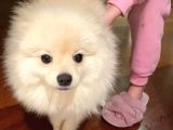 7 aylık Tatlı Surat Pomerian Dişi