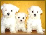 Maltesse Terrier Cinsi Mini Boy Puppy Kar Beyaz