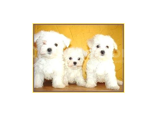 Maltesse Terrier Cinsi Mini Boy Puppy Kar Beyaz görsel