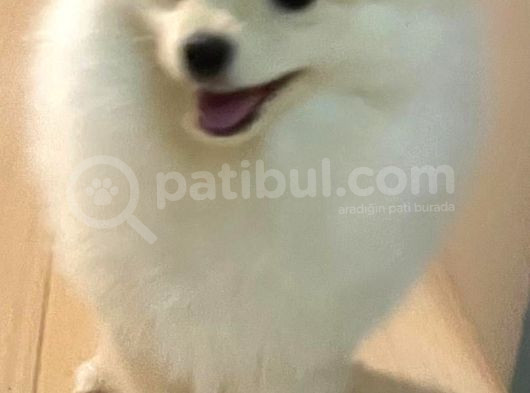 7 Aylık Tatlı Surat Pomerian Dişi görsel