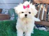 Maltesse terrier cinsi mini Boy Puppy Kar beyaz