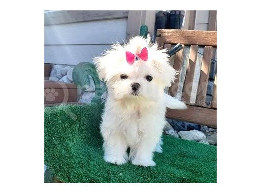 Maltesse Terrier Cinsi Mini Boy Puppy Kar Beyaz