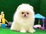 Tayland Girişli Pomeranian Boo Yavrularımız