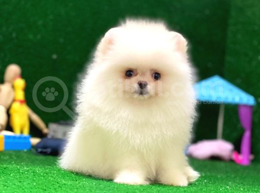 Tayland Girişli Pomeranian Boo Yavrularımız görsel