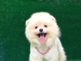 Karbeyaz Pomeranian Boo Yavrularımız