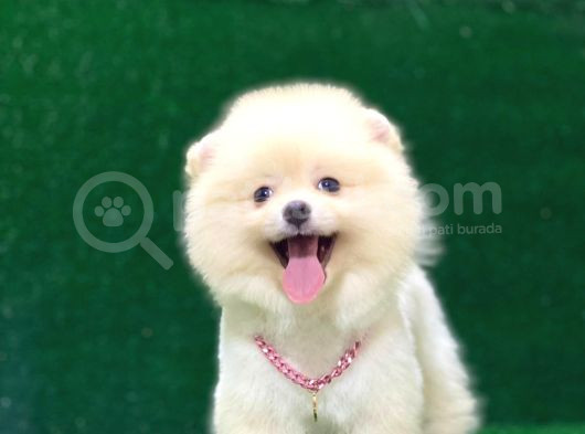 Karbeyaz Pomeranian Boo Yavrularımız