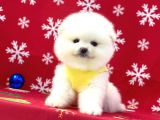 Ukrayna Girişli Pomeranian Boo Yavrularımız